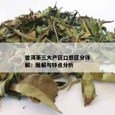 普洱茶三大产区口感区分详解：图解与特点分析