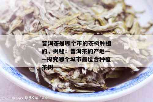 普洱茶是哪个市的茶树种植的，揭秘：普洱茶的产地——探究哪个城市最适合种植茶树