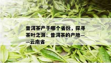 普洱茶产于哪个省份，探寻茶叶之源：普洱茶的产地——云南省