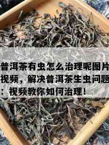 普洱茶有虫怎么治理呢图片视频，解决普洱茶生虫问题：视频教你如何治理！