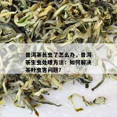 普洱茶长虫了怎么办，普洱茶生虫处理方法：如何解决茶叶虫害问题？