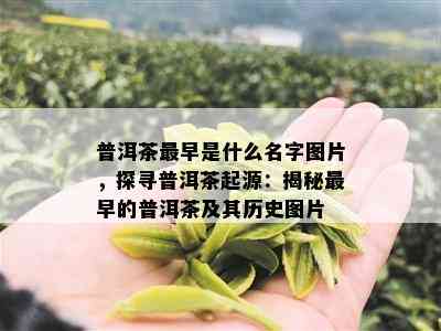 普洱茶最早是什么名字图片，探寻普洱茶起源：揭秘最早的普洱茶及其历史图片