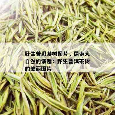 野生普洱茶树图片，探索大自然的馈赠：野生普洱茶树的美丽图片