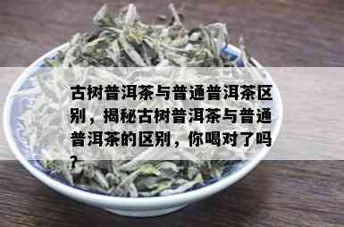 古树普洱茶与普通普洱茶区别，揭秘古树普洱茶与普通普洱茶的区别，你喝对了吗？