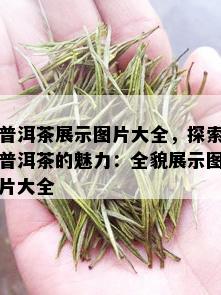 普洱茶展示图片大全，探索普洱茶的魅力：全貌展示图片大全