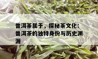 普洱茶属于，探秘茶文化：普洱茶的独特身份与历史渊源