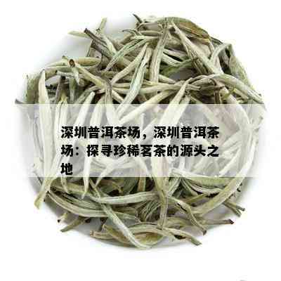 深圳普洱茶场，深圳普洱茶场：探寻珍稀茗茶的源头之地