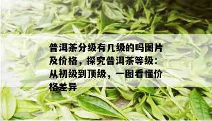 普洱茶分级有几级的吗图片及价格，探究普洱茶等级：从初级到顶级，一图看懂价格差异