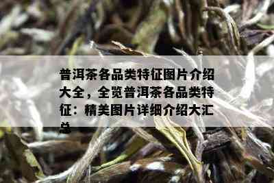 普洱茶各品类特征图片介绍大全，全览普洱茶各品类特征：精美图片详细介绍大汇总