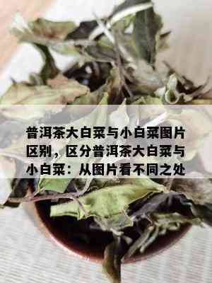 普洱茶大白菜与小白菜图片区别，区分普洱茶大白菜与小白菜：从图片看不同之处