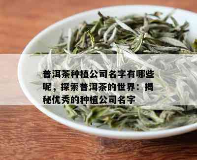 普洱茶种植公司名字有哪些呢，探索普洱茶的世界：揭秘优秀的种植公司名字