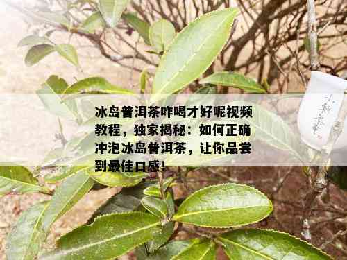 冰岛普洱茶咋喝才好呢视频教程，独家揭秘：如何正确冲泡冰岛普洱茶，让你品尝到更佳口感！