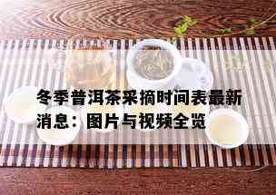 冬季普洱茶采摘时间表最新消息：图片与视频全览