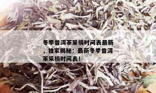 冬季普洱茶采摘时间表最新，独家揭秘：最新冬季普洱茶采摘时间表！