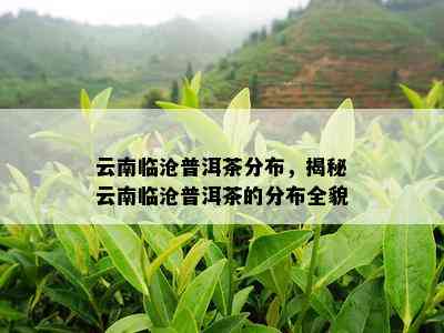 云南临沧普洱茶分布，揭秘云南临沧普洱茶的分布全貌