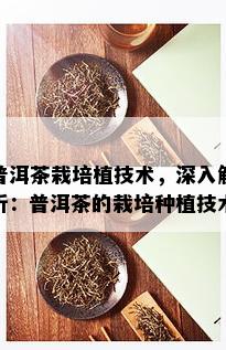 普洱茶栽培植技术，深入解析：普洱茶的栽培种植技术