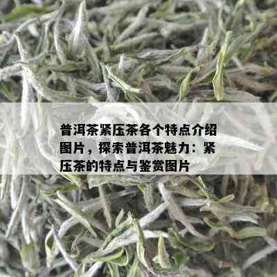 普洱茶紧压茶各个特点介绍图片，探索普洱茶魅力：紧压茶的特点与鉴赏图片