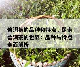 普洱茶的品种和特点，探索普洱茶的世界：品种与特点全面解析