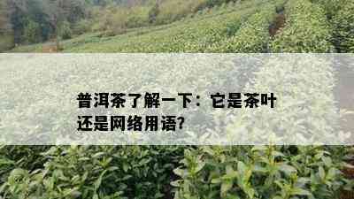 普洱茶了解一下：它是茶叶还是网络用语？