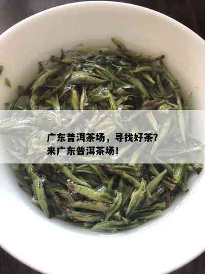 广东普洱茶场，寻找好茶？来广东普洱茶场！