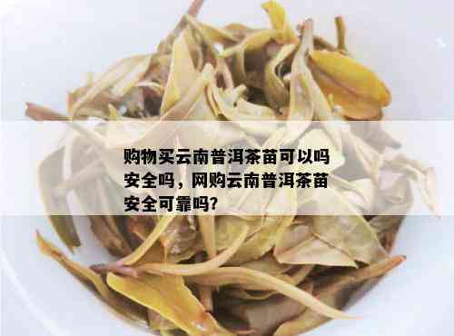 购物买云南普洱茶苗可以吗安全吗，网购云南普洱茶苗安全可靠吗？