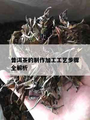 普洱茶的制作加工工艺步骤全解析