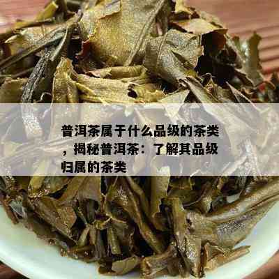 普洱茶属于什么品级的茶类，揭秘普洱茶：了解其品级归属的茶类