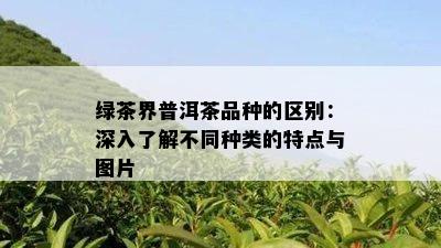 绿茶界普洱茶品种的区别：深入了解不同种类的特点与图片