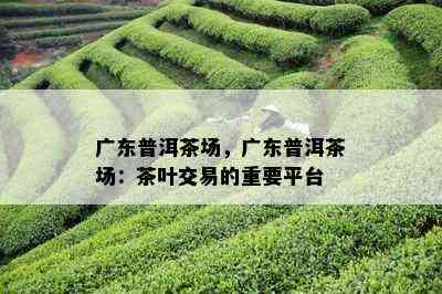 广东普洱茶场，广东普洱茶场：茶叶交易的重要平台