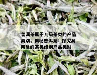 普洱茶属于几级茶类的产品类别，揭秘普洱茶：探究其所属的茶类级别产品类别