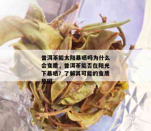 普洱茶能太阳暴晒吗为什么会变质，普洱茶能否在阳光下暴晒？了解其可能的变质原因