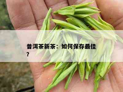 普洱茶新茶：如何保存更佳？