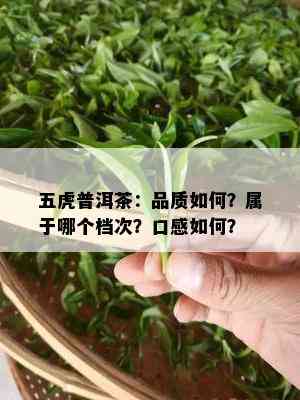 五虎普洱茶：品质如何？属于哪个档次？口感如何？