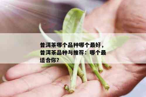 普洱茶哪个品种哪个更好，普洱茶品种与推荐：哪个最适合你？