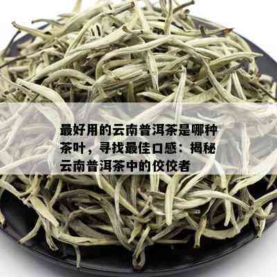 更好用的云南普洱茶是哪种茶叶，寻找更佳口感：揭秘云南普洱茶中的佼佼者