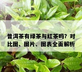 普洱茶有绿茶与红茶吗？对比图、图片、图表全面解析