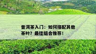 普洱茶入门：如何搭配其他茶叶？更佳组合推荐！