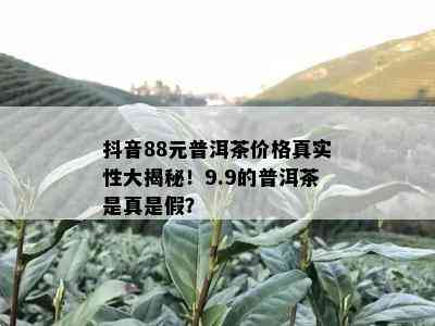 抖音88元普洱茶价格真实性大揭秘！9.9的普洱茶是真是假？