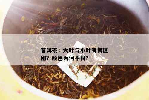 普洱茶：大叶与小叶有何区别？颜色为何不同？