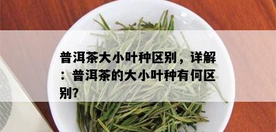 普洱茶大小叶种区别，详解：普洱茶的大小叶种有何区别？