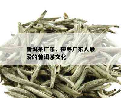 普洱茶广东，探寻广东人更爱的普洱茶文化