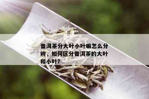 普洱茶分大叶小叶嘛怎么分辨，如何区分普洱茶的大叶和小叶？