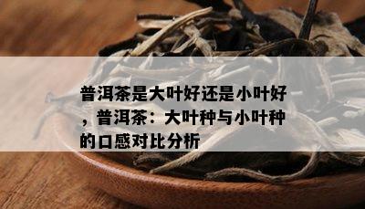 普洱茶是大叶好还是小叶好，普洱茶：大叶种与小叶种的口感对比分析