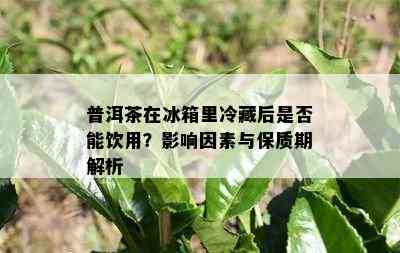 普洱茶在冰箱里冷藏后是否能饮用？影响因素与保质期解析