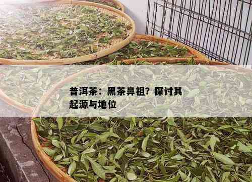 普洱茶：黑茶鼻祖？探讨其起源与地位