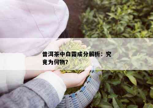 普洱茶中白霜成分解析：究竟为何物？