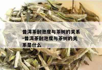 普洱茶耐泡度与茶树的关系-普洱茶耐泡度与茶树的关系是什么