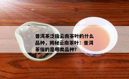 普洱茶泛指云南茶叶的什么品种，揭秘云南茶叶：普洱茶指的是哪类品种？