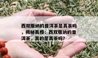 西双版纳的普洱茶是真茶吗，揭秘真相：西双版纳的普洱茶，真的是真茶吗？