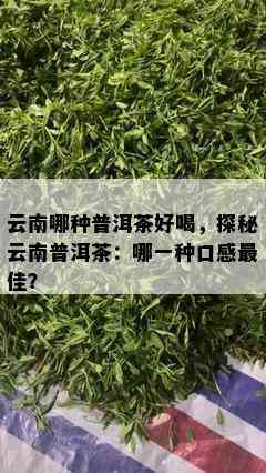 云南哪种普洱茶好喝，探秘云南普洱茶：哪一种口感更佳？